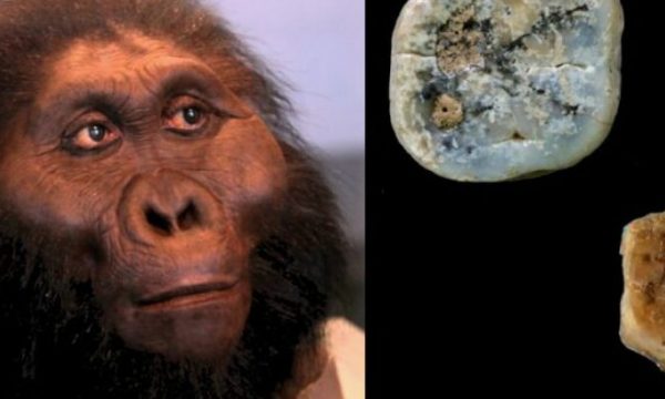 Paranthropus mund të ketë përdorur vegla guri më herët se Homo erectus
