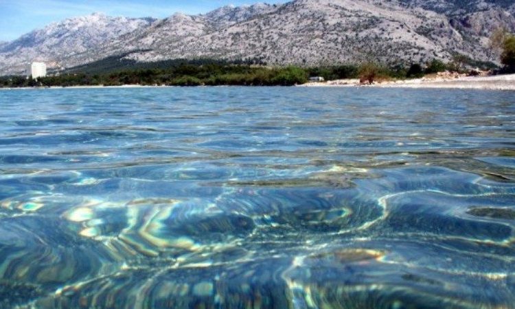 Kjo është gjallesa e vetme e pavdekshme në botë