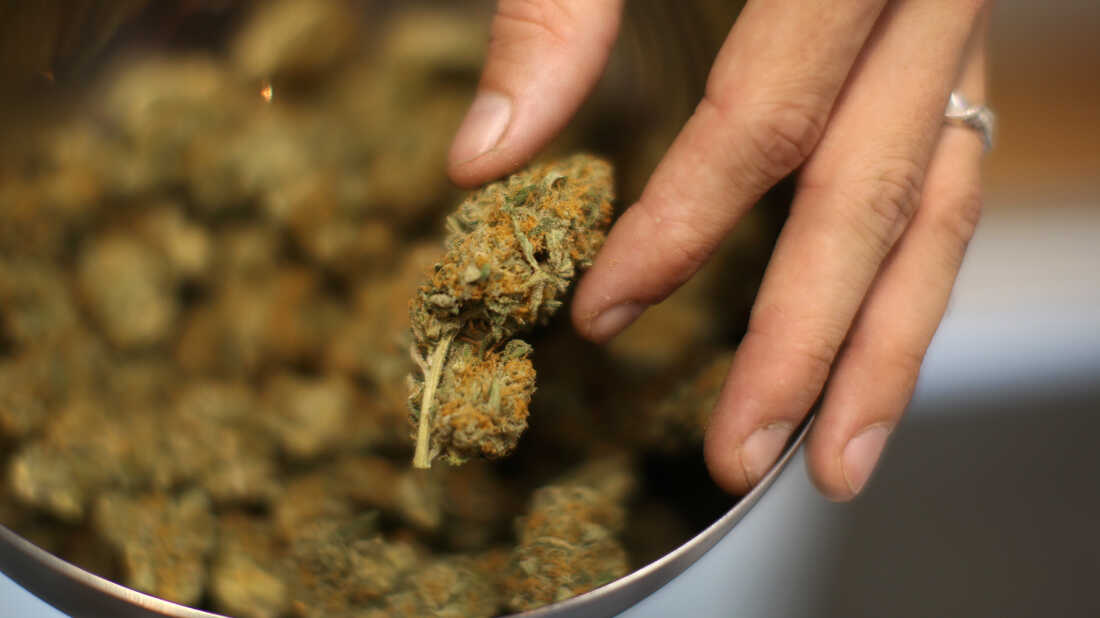 Legalizohet marihuana në Shqipëri por vetëm për këto qëllime