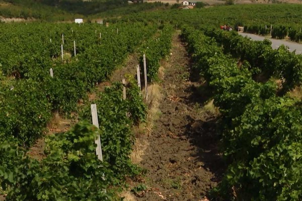 Disa komuna dhe fermerë kërkojnë ndarjen e zonave për prodhimet bujqësore