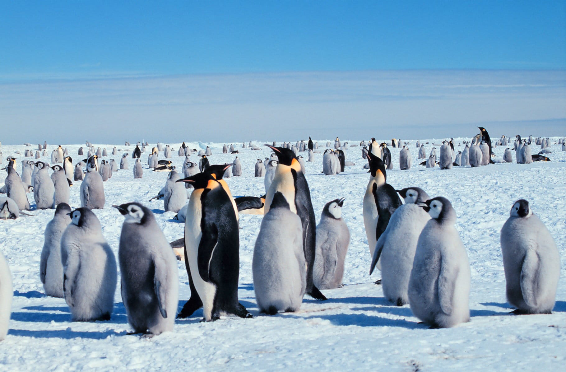 Jeta misterioze e pinguinëve