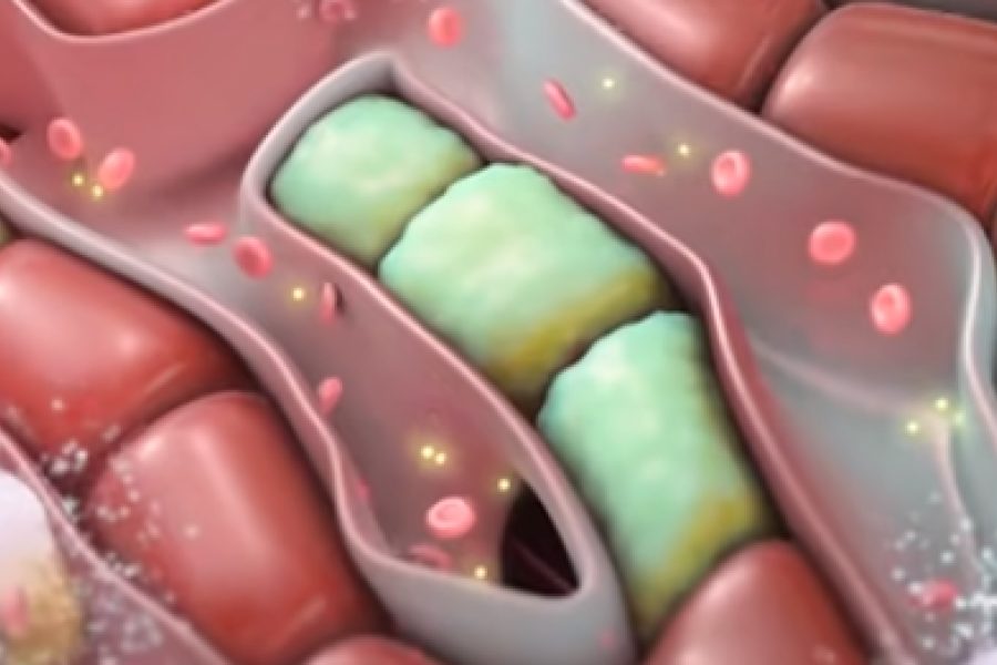 Dita Botërore e Hepatitit