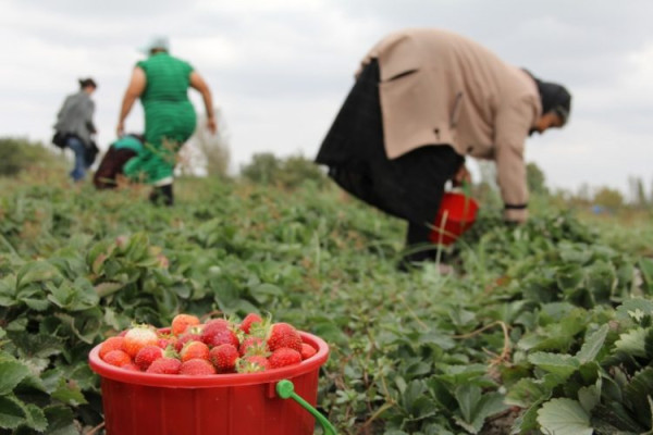 ​Dita Botërore e Gruas Rurale