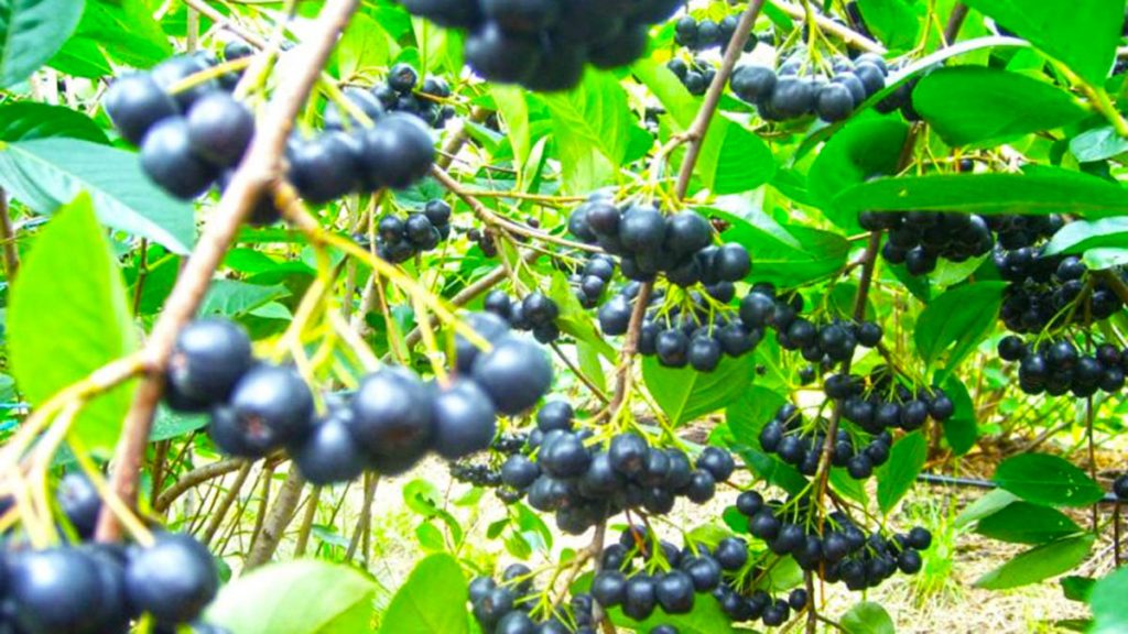Aronia, fruti medicinal më i pasur me antioksidantë – Zgjidhje për diabetin