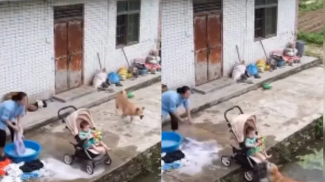 Qeni hidhet në ujë për të shpëtuar foshnjën, pamjet bëhen virale