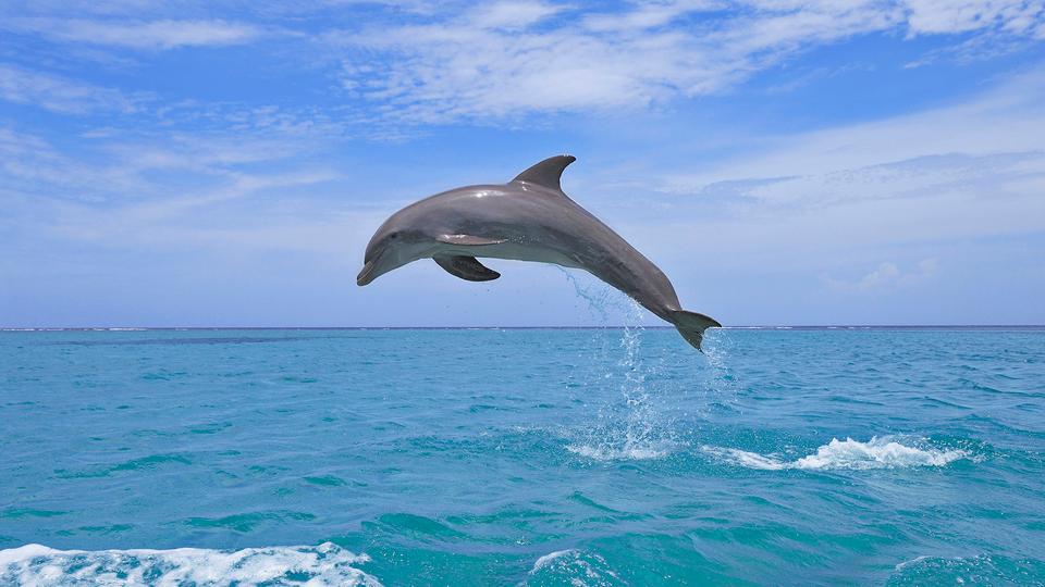 Magjia e botës së delfinëve, një udhëtim në thellësitë e oqeanit