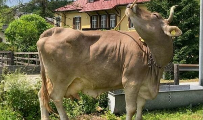 Njihuni me lopën më të zgjuar në botë! Ajo quhet Veronika