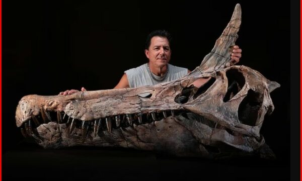 Zbulohet specie misterioze “dragoni” që jetoi 95 milion vjet më parë në Saharë