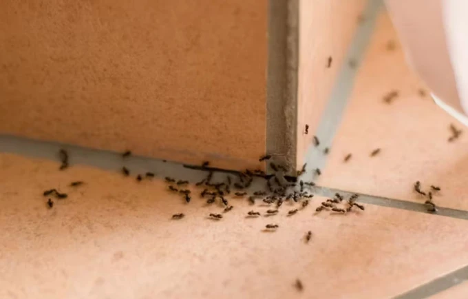 Sezoni i buburrecëve ka nisur: Si t’i largoni nga shtëpia pa kimikate të rënda