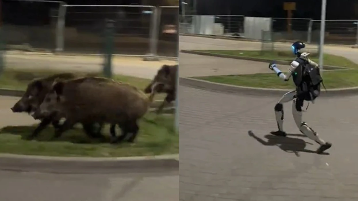 Roboti ndjek një tufë derrash të egër në Poloni, video bëhet virale