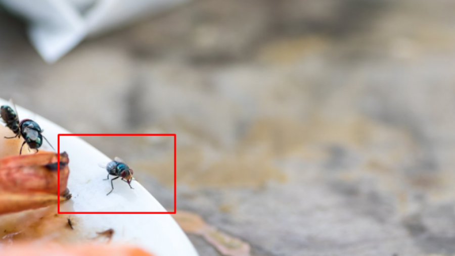 Mizat do të largohen nga shtëpia nëse bëni këtë punë të shpejtë 5-minutëshe në kuzhinë gjatë verës